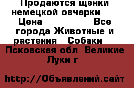 Продаются щенки немецкой овчарки!!! › Цена ­ 6000-8000 - Все города Животные и растения » Собаки   . Псковская обл.,Великие Луки г.